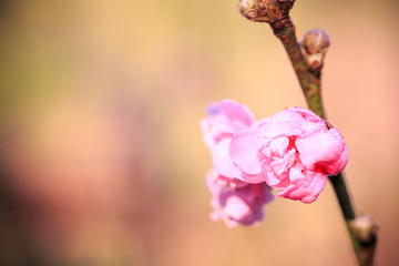 cherry blossom, Chiang Mai, Thailand