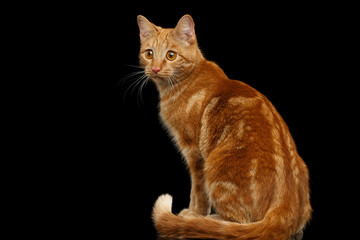Ginger cat sitting and Stare at side on Isolated Black background, back view