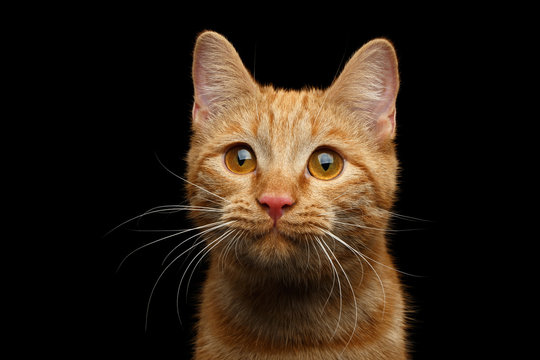 Close-up Portrait of Ginger cat face with interest looking in camera on Isolated Black background, front view
