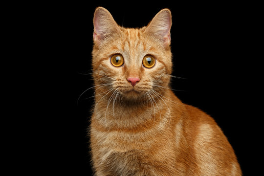 Portrait of Ginger cat amazement staring on Isolated Black background, front view