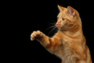 Portrait of Ginger Hunter cat with stretched paw on Isolated Black background, front view