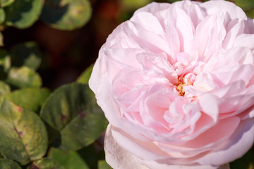 close up macro pink rose