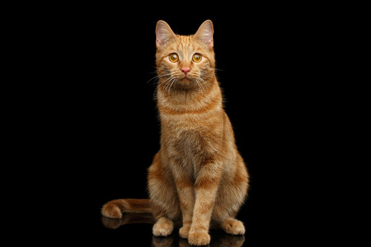 Ginger cat sitting and Stare on Isolated Black background
