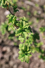 new life in spring brunch of tree