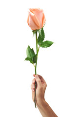 pink rose flower in hand men isolated on white background