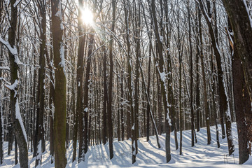 beautiful winter forest