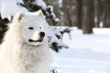 Cute samoyed dog in park on winter day