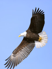 Bald eagle in flight, close up, against blue sky