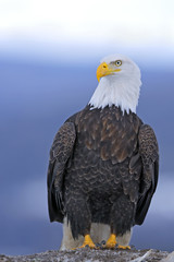 Alert Bald Eagle sitting on the ground, watching.