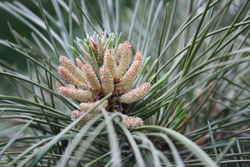 Pine cones on trees closeup