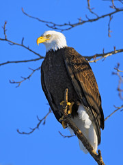 Mature Bald Eagle perched in tree.