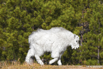 Young mountain goat in Mount Rushmore National Monument, South Dakota, USA.