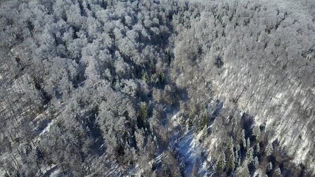 Aerial view on frosty forest during winter day