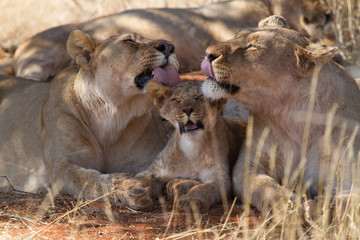 Fototapeta na wymiar Lion Cub getting lots of attention, Madikwe Game Reserve