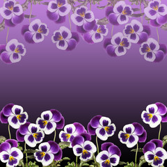 Beautiful floral background of purple pansies 