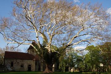 Die Platane vor der Kirchenruine im Pottendorfer Schlosspark
