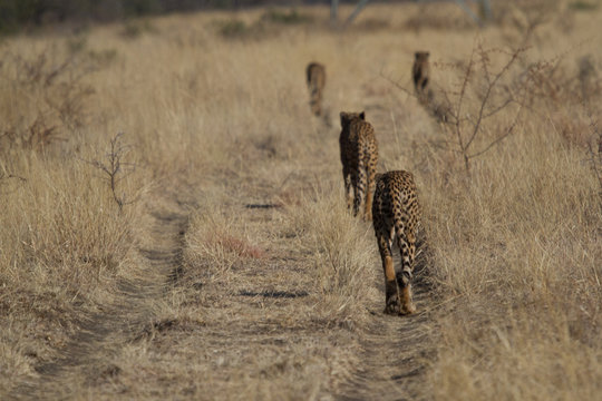 Cheetahs on a hunt, Madikwe Game Reserve