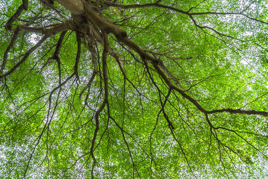 Under big green tree © manus