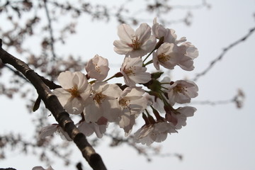 White cherry blossoms in Spring closeup