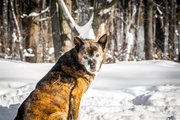 dog in a snowy forest