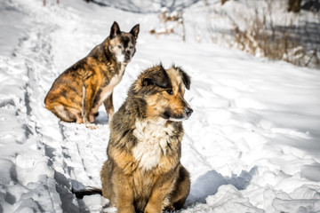 dog in a snowy forest