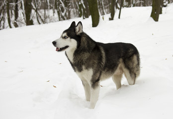 husky snow winter beautiful proud animal wild dog wolf