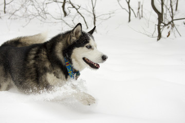 husky snow winter beautiful proud animal wild dog wolf snow great running leaps through the snow