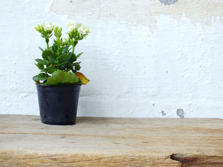 house plants on the wooden table with grung wallpaper background