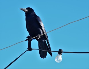 Crow on the spot