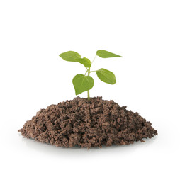 plant tree growing seedling