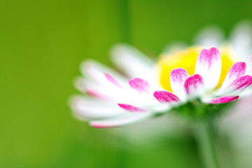 Daisy flower in spring