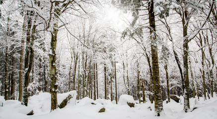 faggeto con neve fresca e raggi di sole