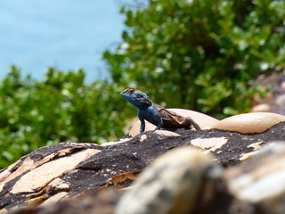 schöne blaue Agame sonnt sich auf hellen Felsen