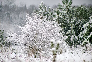 Frosty morning in the winter forest