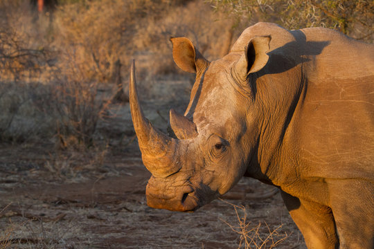 White Rhino, Madikwe Game Reserve