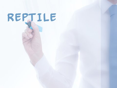 Reptile