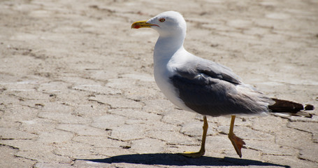 Goéland en bord de mer