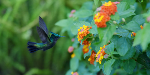 colibri huppé