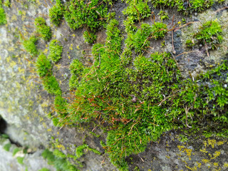 Green moss on a stone