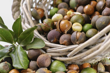 Macadamia nuts with shell - tasty expensive fat nuts