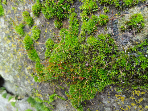 Green moss on a stone © Andrii