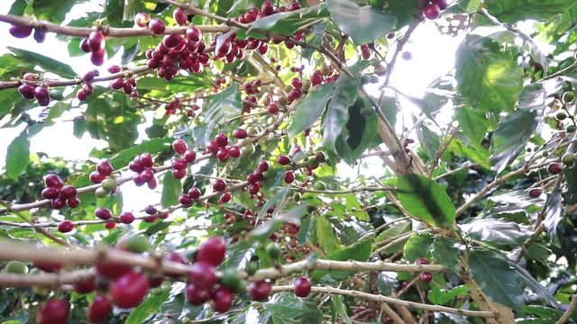 Group of ripe and raw coffee berries on coffee tree branch
