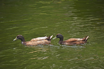 ducks swimming