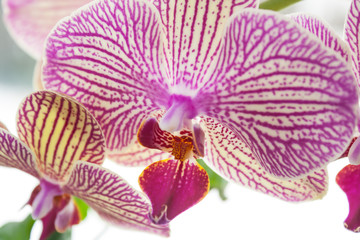 orchid flower close-up