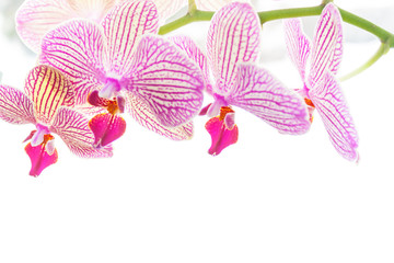 Fototapeta na wymiar orchid flower close-up