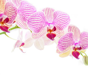 orchid flower close-up