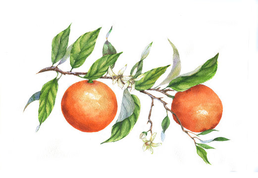Hand drawn watercolor illustration of oranges on branch on the white background