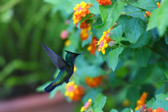 colibri hupp&eacute;