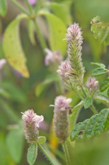 Fototapeta premium Justicia procumbens or Strobilanthes chiangdaoensis Terao. Forest flower at Mountain Chiang Dao national park, Chiang Mai, Thailand