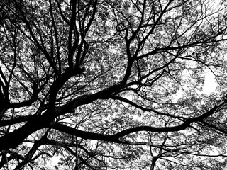 silhouette of looking up to tree branches.